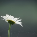 ox-eye daisy (Leucanthemum vulgare) Kenneth Noble